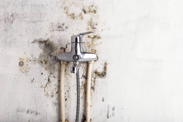 Best Certified Mold Removal  in Oroville East, CA