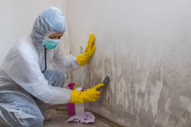 Home Mold Removal in Oroville East, CA