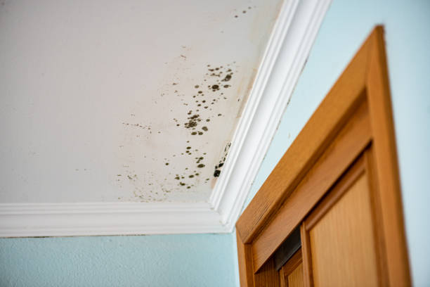 Best Emergency Mold Removal  in Oroville East, CA