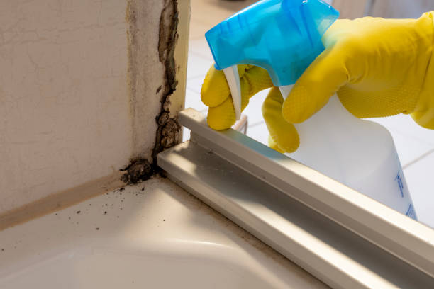 Best Black Mold Removal  in Oroville East, CA