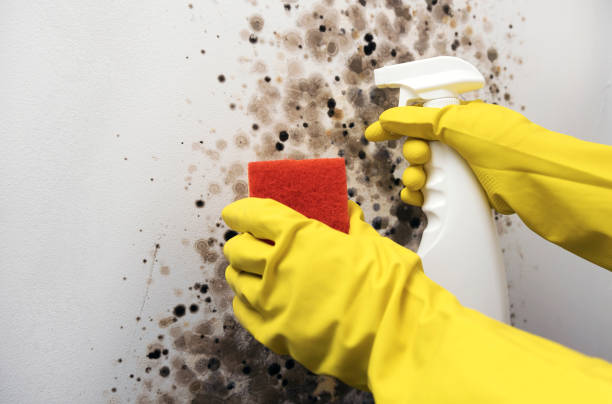 Best Office Mold Removal Services  in Oroville East, CA