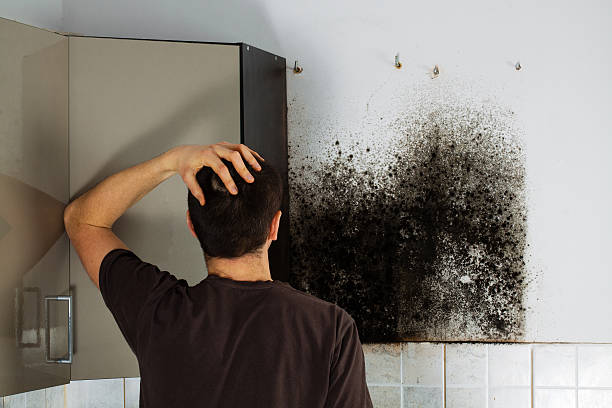 Best Mold Testing  in Oroville East, CA