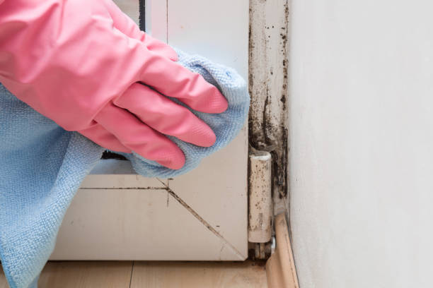 Certified Mold Removal in Oroville East, CA