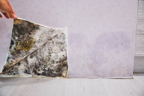 Best Certified Mold Removal  in Oroville East, CA